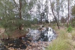 Dubbo Regional Botanic Garden