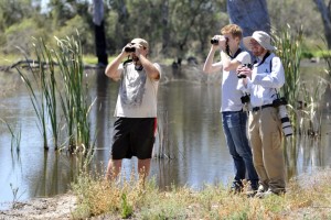 Bird Watching