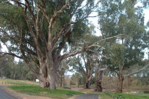 Butlers Falls Reserve, near Dubbo