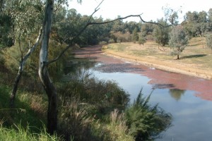 Caroline’s Reserve, Dubbo