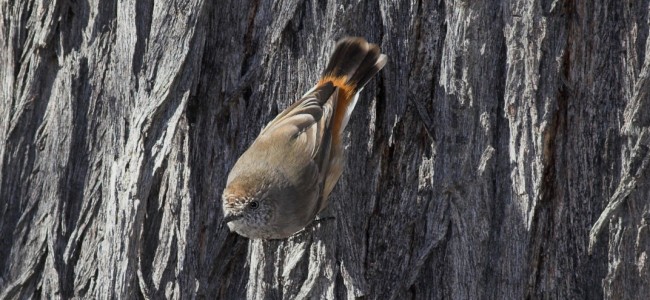 ChestnutRumpedThornbill-Julian-Robinson