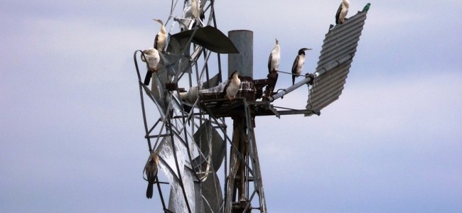 feeding-whiskered-marsh-terns-November-2010