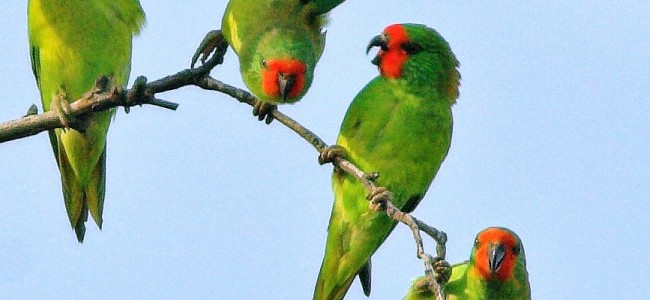 LittleLorikeetJulianR