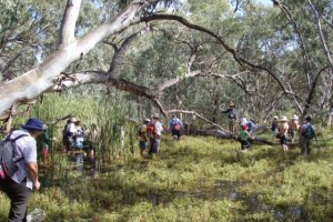 Macquarie Marsh Nature Reserves