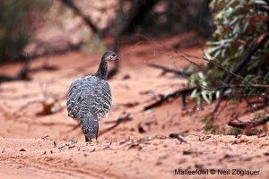 About the Bird Watching Trail