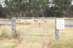 North Burrabadine Reserve