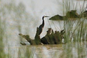 Rotary Wetland, Narromine