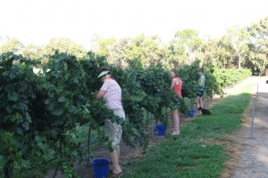 Tilley’s Wines, Warren