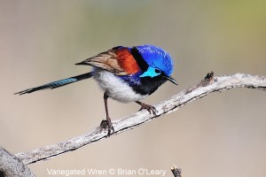 Goonoo Forest and Coolbaggie Nature Reserve (Route 2)