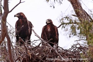 Jones' Creek Reserve