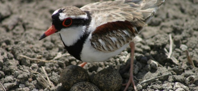 feeding-whiskered-marsh-terns-November-2010