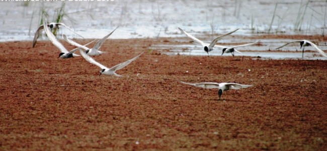 feeding-whiskered-marsh-terns-November-2010