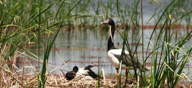 feeding-whiskered-marsh-terns-November-2010